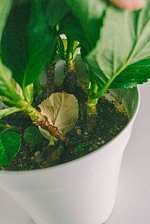 配送中の揺れで葉が落ちてしまう場合がございます。