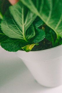 一部、葉が黄色く変色している場合がございます。