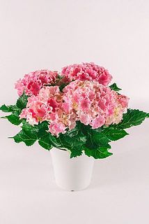 色やサイズには個体差がございます