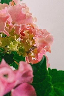 花が茶色く変色している場合がございます。