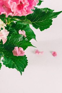 配送中の揺れで花びらが散る場合がございます。ご了承ください。