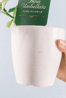 鉢が汚れている場合がございます。気になる方は優しく拭き取ってください。