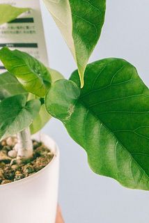 一部、葉が傷ついている場合がございます。