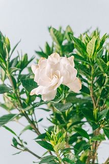 花びらが茶色く変色している場合がございます。