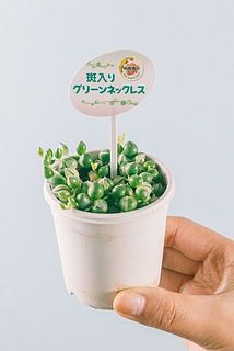 形、実付きには個体差があります。