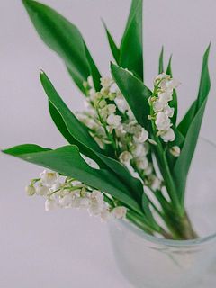 短めなので、コップに飾るのがおすすめ！