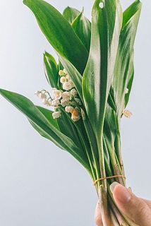 一部花が蒸れて茶色くなっていることがございます。