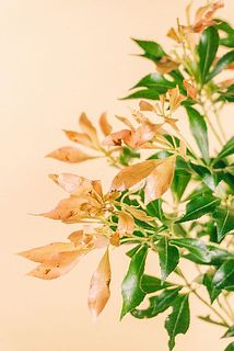 新芽は枯れやすいです。カットして飾ってください。