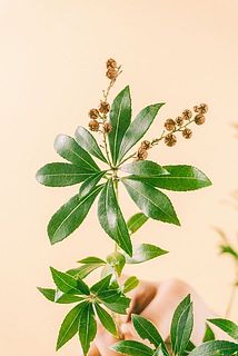 花殻が残っている場合も。