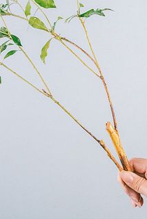 切り分けてお届けします。