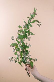 花付きには個体差がございます。