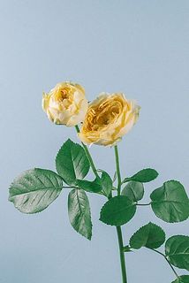 花付きには個体差がございます。