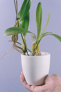 一部、葉に変色や傷がある場合がございます。