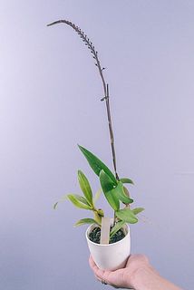 形状や大きさには個体差がございます。