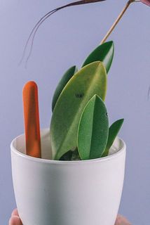 一部、葉に変色や傷がある場合がございます。