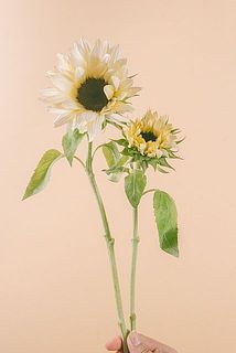 大きさには個体差がございます。