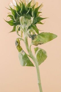 一部、葉が茶色く変色している場合がございます。