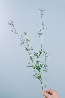 花付きには個体差がございます。