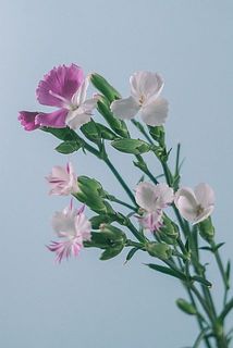 花の色味には個体差がございます。