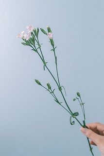 花付きには個体差がございます。