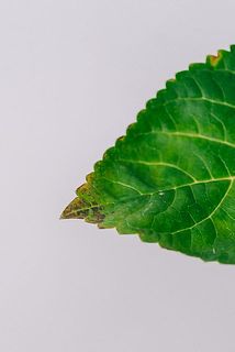 一部、葉が傷ついていたり茶色く変色している場合がございます。