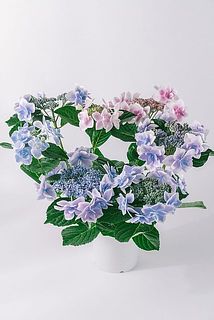 花付きや大きさには個体差がございます。