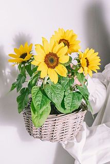 花の大きさ、開花具合には個体差があります。