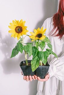 花の大きさ、開花具合には個体差があります。