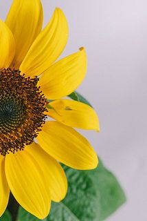 一部、花弁に傷がある場合がございます。