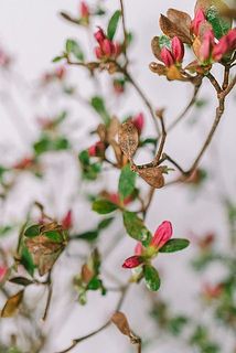 一部、葉が変色している場合がございます。