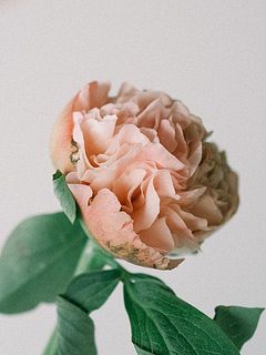 だんだんと咲く様子を楽しんで。