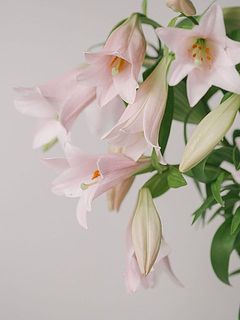 俯くように咲く姿がなんとも美しい✨