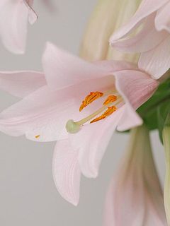 開花すると花粉が出ますので、気になる場合はピンセットなどで早めに取り除くのをおすすめします。