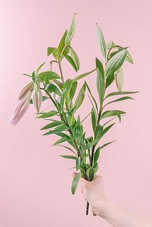 蕾の状態で発送いたします。お届けまでに開花が進む場合もございます。