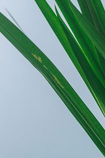 一部傷がある場合がございます。
