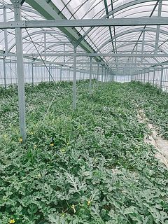 スイカのハウスの様子。地面に生い茂っていました。