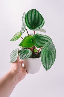 葉付き、ボリュームには個体差があります。
