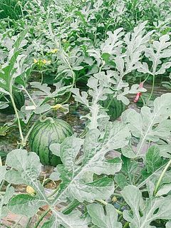 スイカの茎に黄色や紫、赤の目印の紐が。花の花粉が無くなっていたら、ミツバチが受粉するした合図。何日に受粉したものなのか判別できるように色分けして目印をつけています。