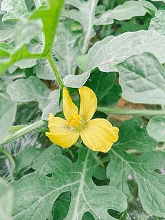 スイカの花。ミツバチが受粉し、スイカの実がなります。