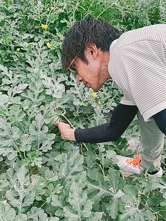 1玉1玉、「コンコンコン」と指で弾いて音を確かめ、熟したものを収穫しています！