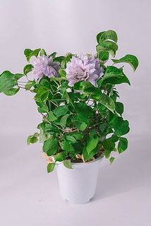 花付き、開花具合には個体差がございます。