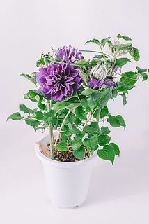 花付き、開花具合には個体差があります。