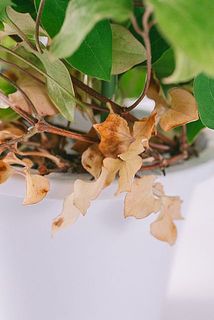 一部、日の当たらない下葉が変色している場合がございます。