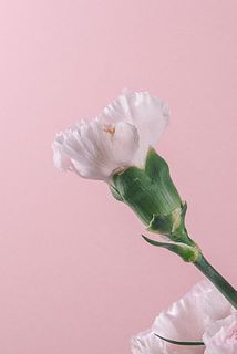 外側の花びらは傷がついている場合がございます。