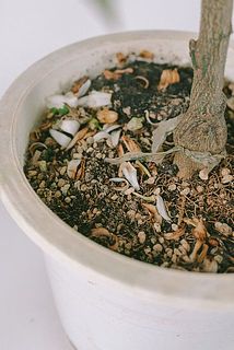 土に花びらが落ちていることがございます。