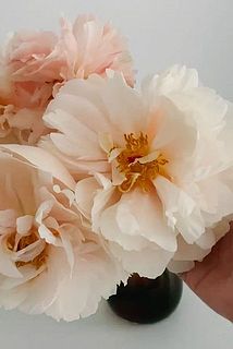大輪のお花を咲かせます。