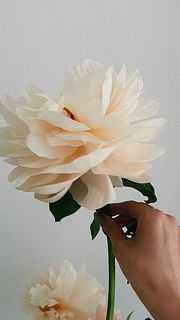 咲くとこんなにふわっふわです。