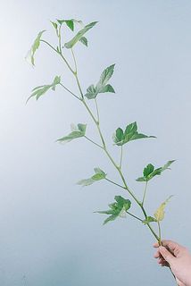 ボリュームには個体差がございます。