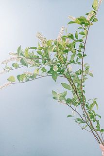 ボリュームには個体差がございます。