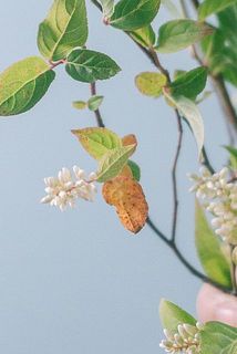 一部葉が変色していることがございます。